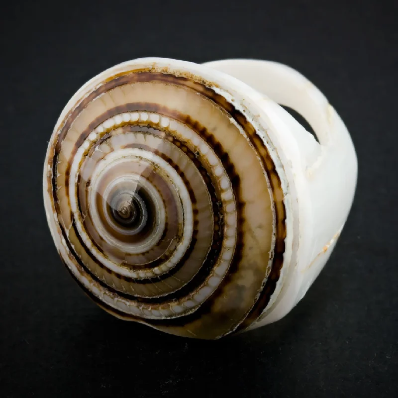 women’s handmade gemstone rings-White Seashell Ring - Sand Spiral