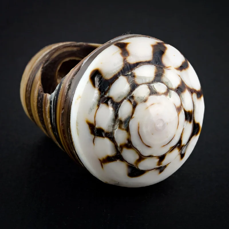 women’s antique rings-Sand Seashell Ring - Labyrinth Spiral